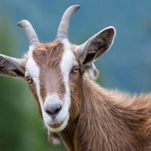 Meet your Posher, Skim